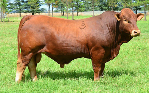 Cattle